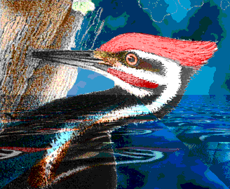 woodpecker art